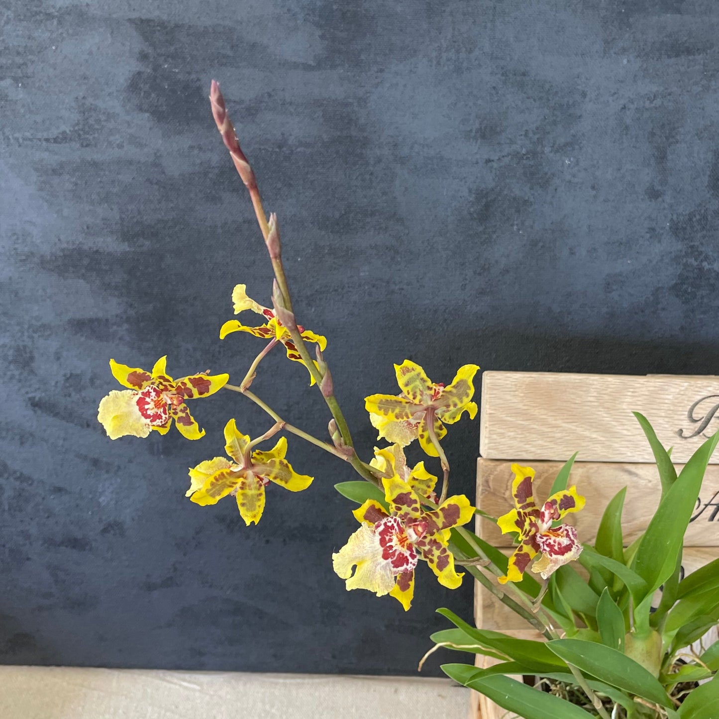 Blooming size Oncidium Dorothy Wisdom 'Golden Gate' Live Orchid plant