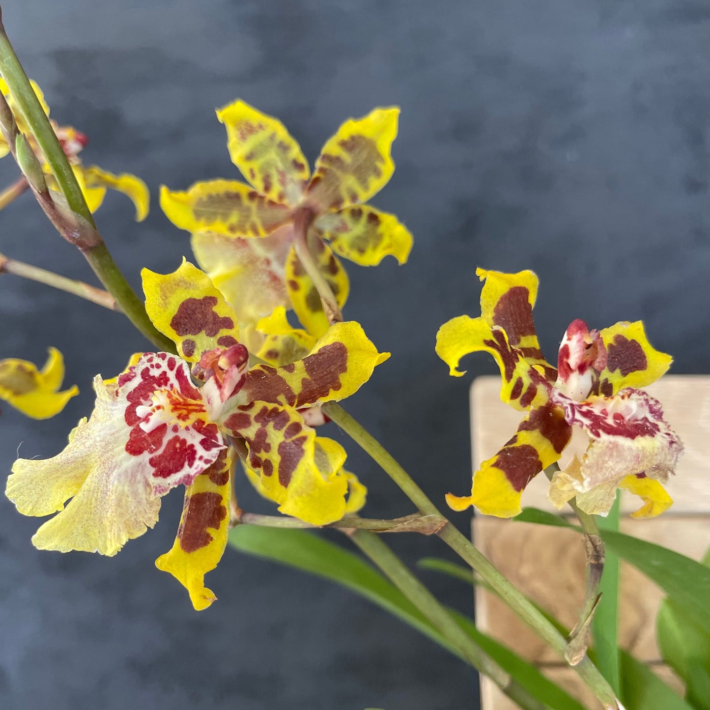 Blooming size Oncidium Dorothy Wisdom 'Golden Gate' Live Orchid plant