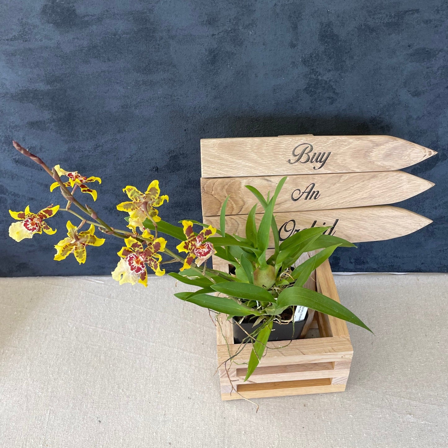 Blooming size Oncidium Dorothy Wisdom 'Golden Gate' Live Orchid plant