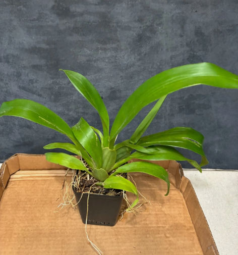 Onc. Aka Baby 'Raspberry Chocolate'