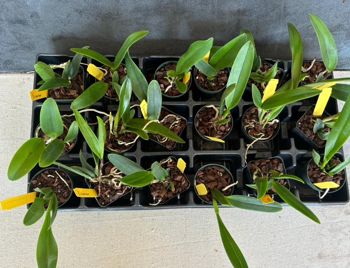 Bundle of Assorted Cattleya Alliance Live Orchid Plants 2.5'" pot