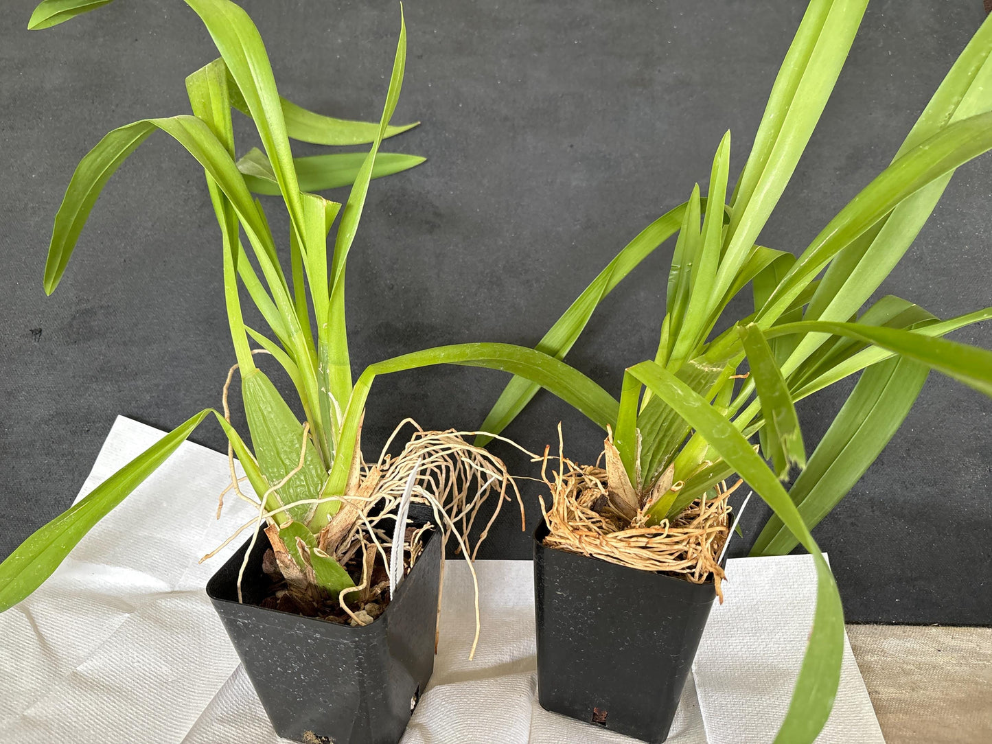 Blooming size Wilsonara Pacific Passage 'Handsome' Oncidium Alliance