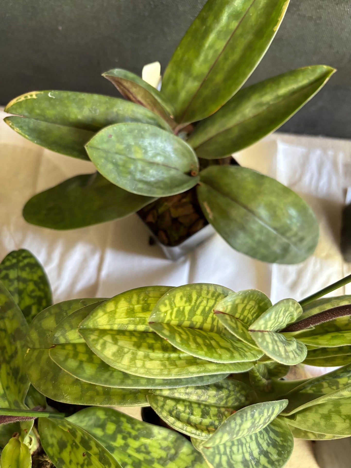 Slipper Orchid Assorted Mudiae style Paphiopedilum Blooming size (Not in spike/bloom) Live Plant