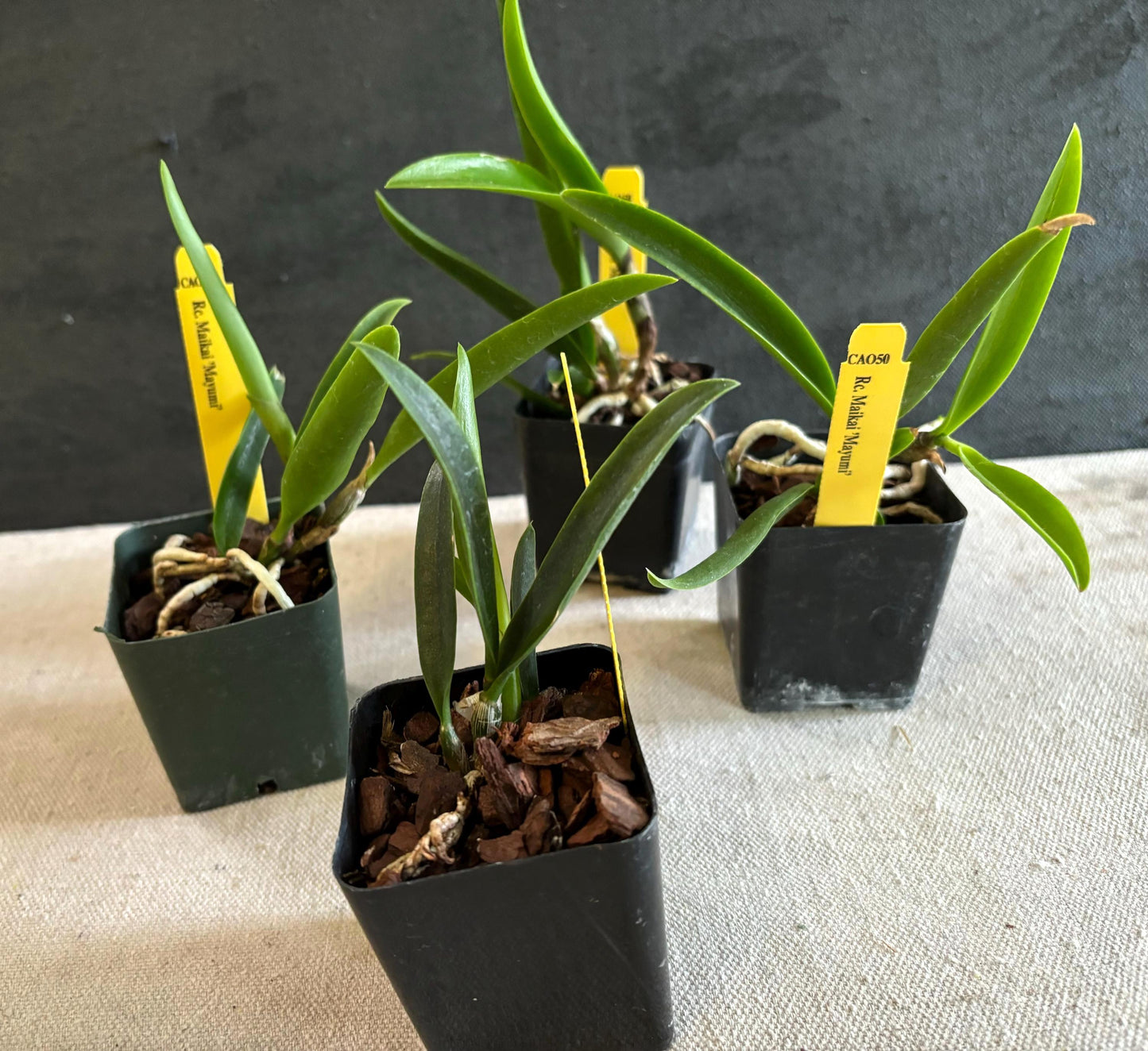 Rc. Maikai 'Mayumi' Cattleya Alliance Live Orchid Seedling Starter Plant 2.5'" pot