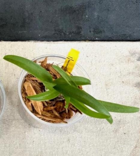 Blooming size Miniature Vanda live plant Ascofinetia Cherry Blossom + 1 young plant Dendrobium