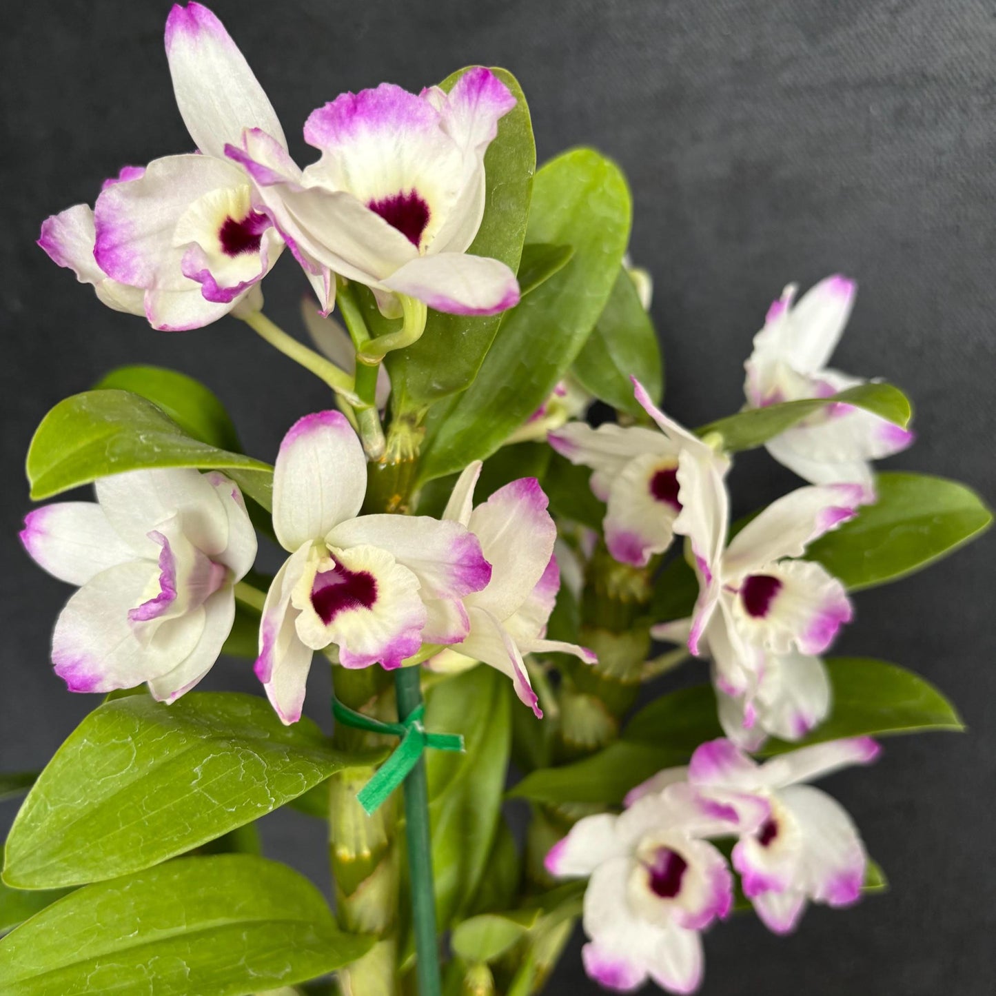 Blooming size Nobile Dendrobium Love Memory ‘Fizz’ 4.5"pot Live Orchid Plant Not in Spike/Bloom