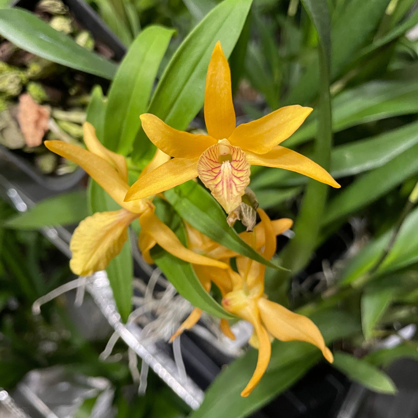 Non blooming Dendrobium 'Pixie Charm'