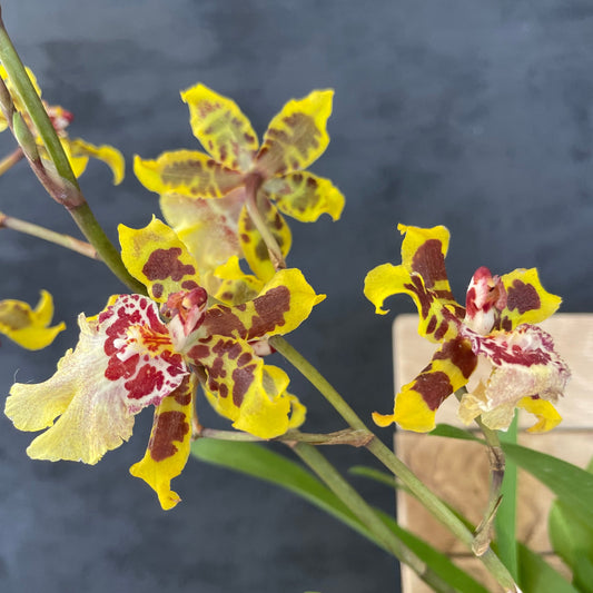 Blooming size  Oncidium Dorothy Wisdom 'Golden Gate'  Live Orchid plant