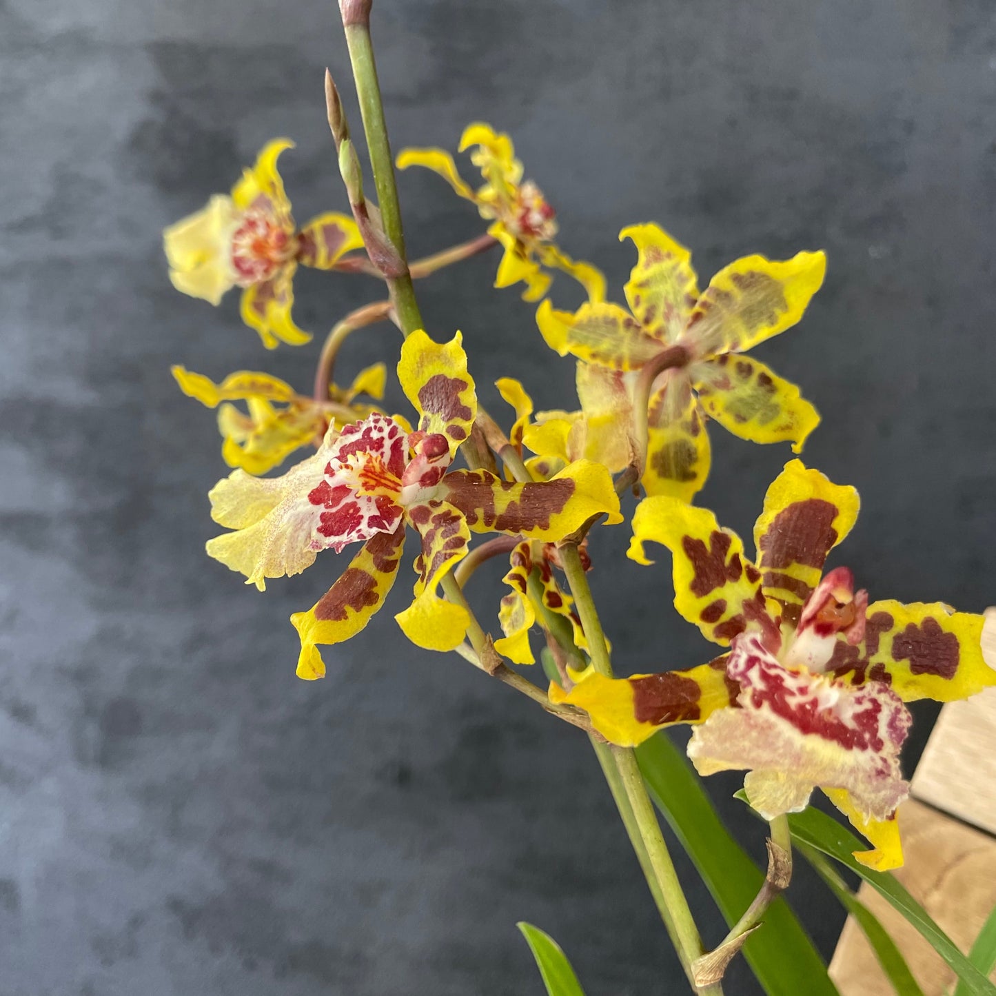 Blooming size  Oncidium Dorothy Wisdom 'Golden Gate'  Live Orchid plant