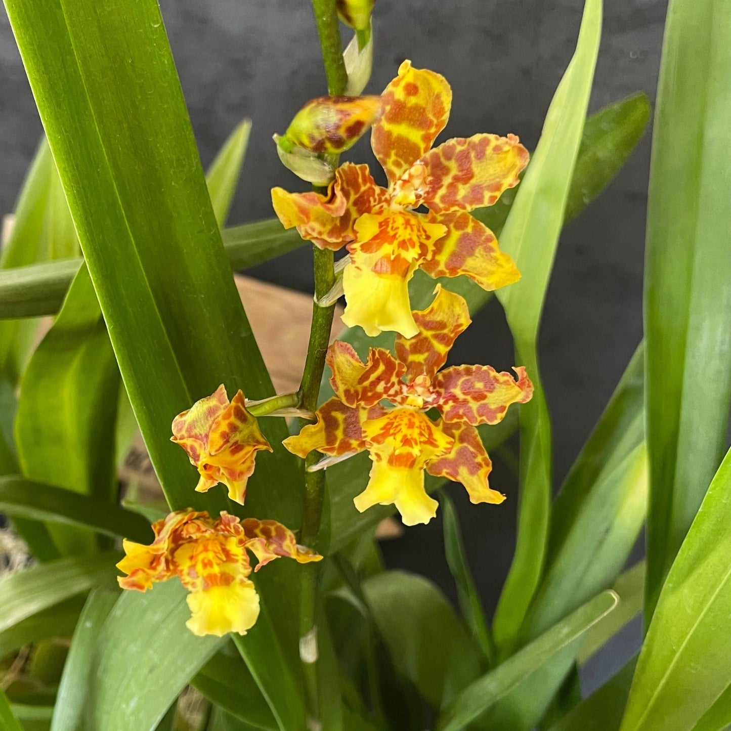 Blooming size Wilsonara Pacific Passage 'Handsome