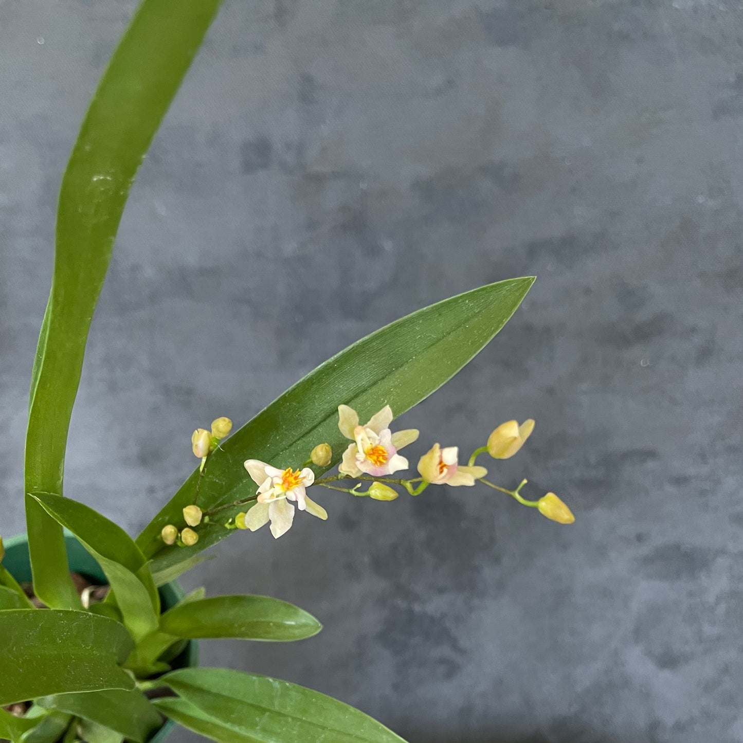 Blooming size Oncidium Tsiku Marguerite