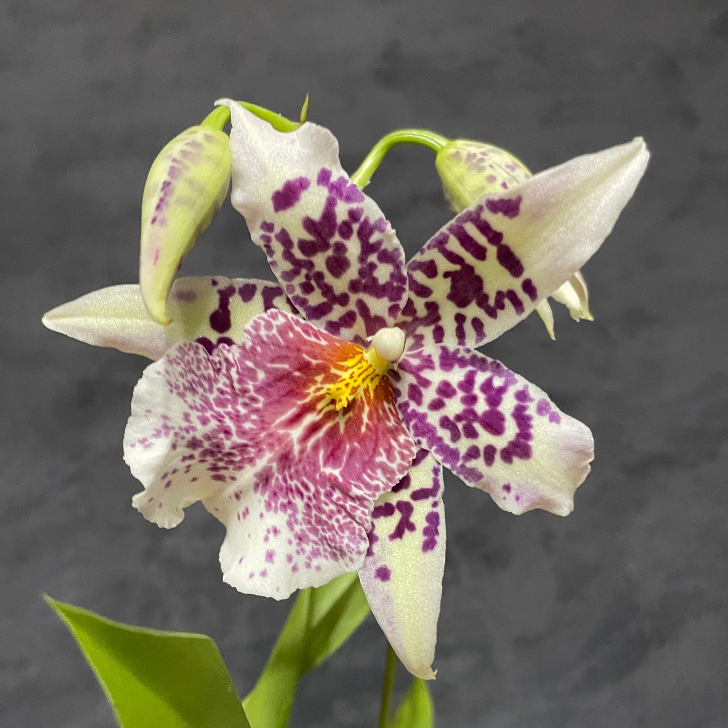 Blooming size Beallara Big Shot 'Pink Panther'