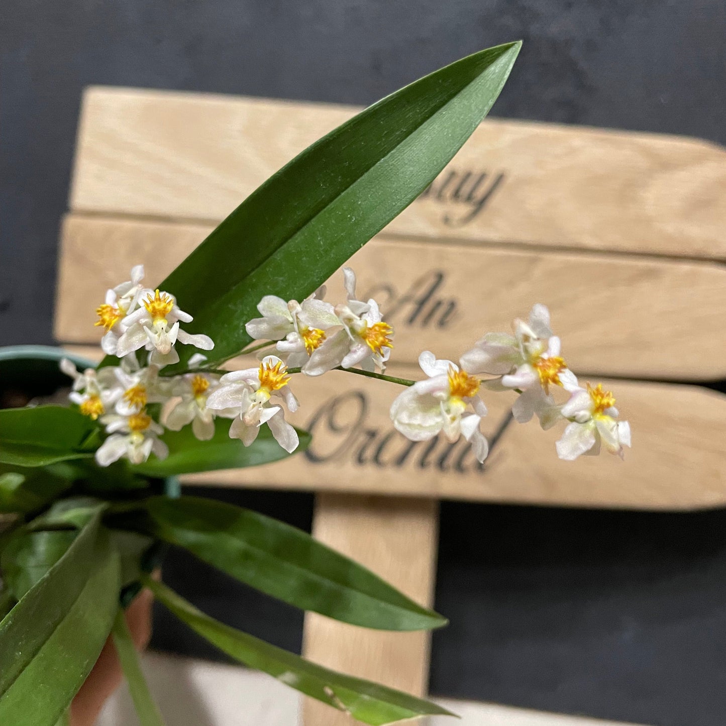 Blooming size Oncidium Tsiku Marguerite