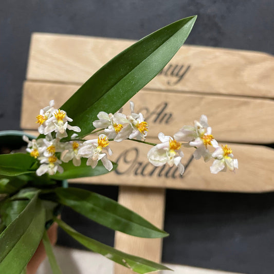 Blooming size Oncidium Tsiku Marguerite