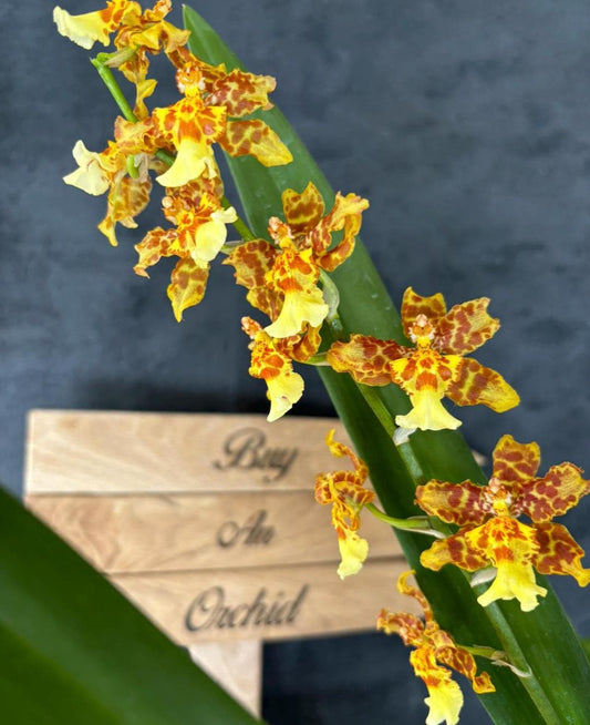 Blooming size Wilsonara Pacific Passage 'Handsome' Oncidium Alliance