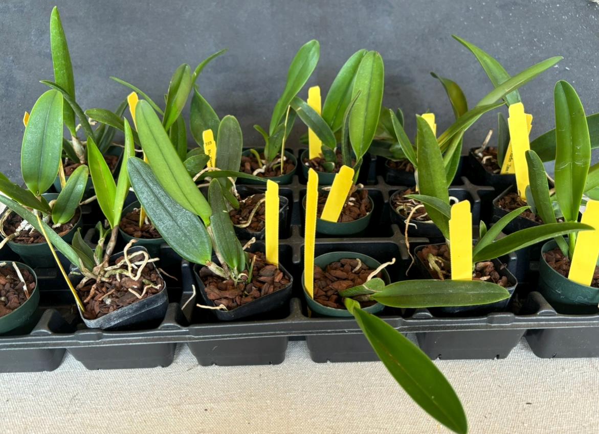 Bundle of Assorted Cattleya Alliance Live Orchid Plants 2.5'" pot