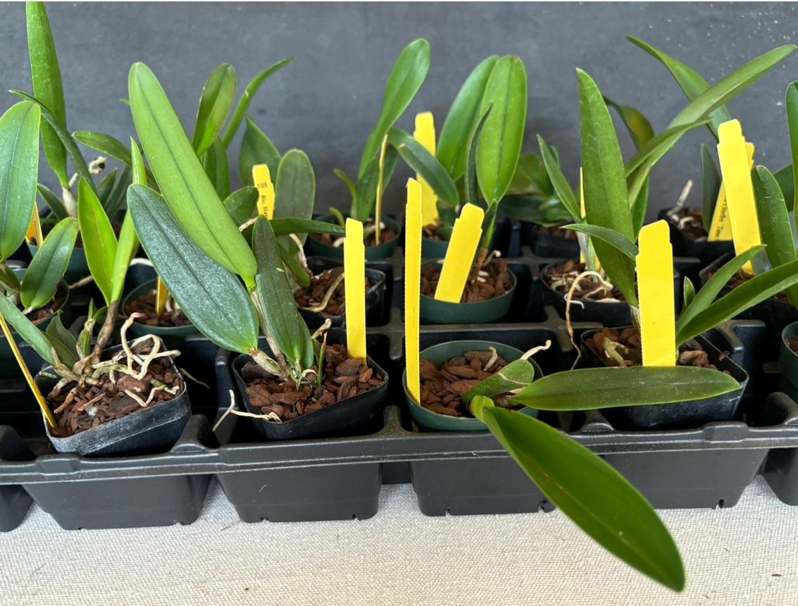 Bundle of Assorted Cattleya Alliance Live Orchid Plants 2.5'" pot