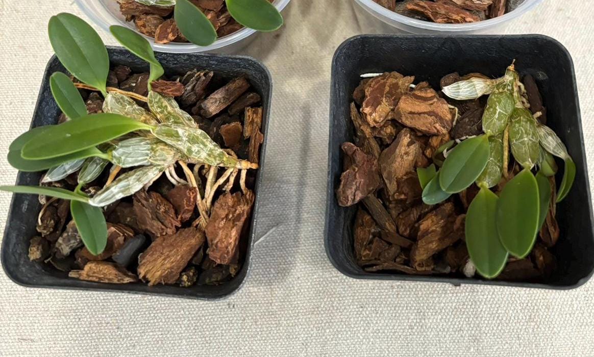 Blooming size Dendrobium jenkinsii x sib live orchid species miniature plant