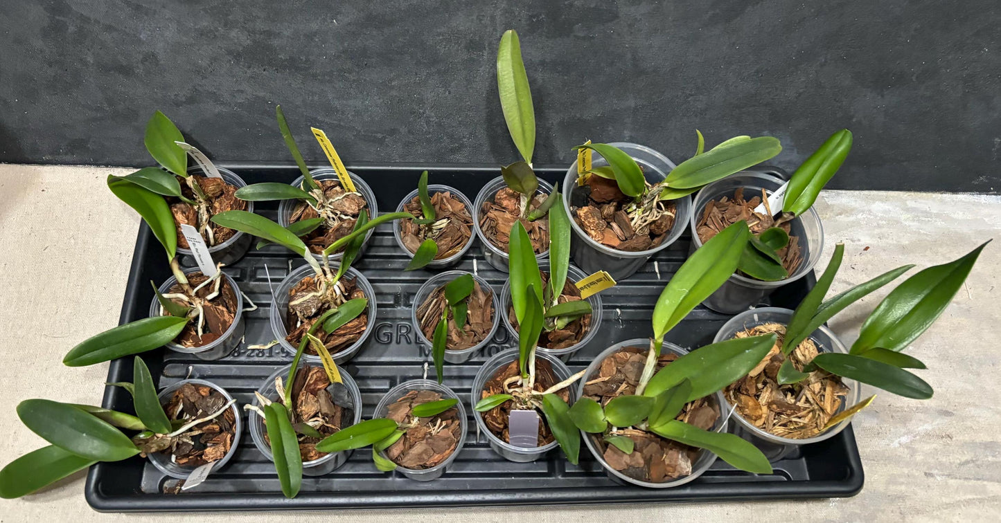Bundle of Assorted Cattleya Alliance Live Orchid Plants 2.5", 3", 4" pot
