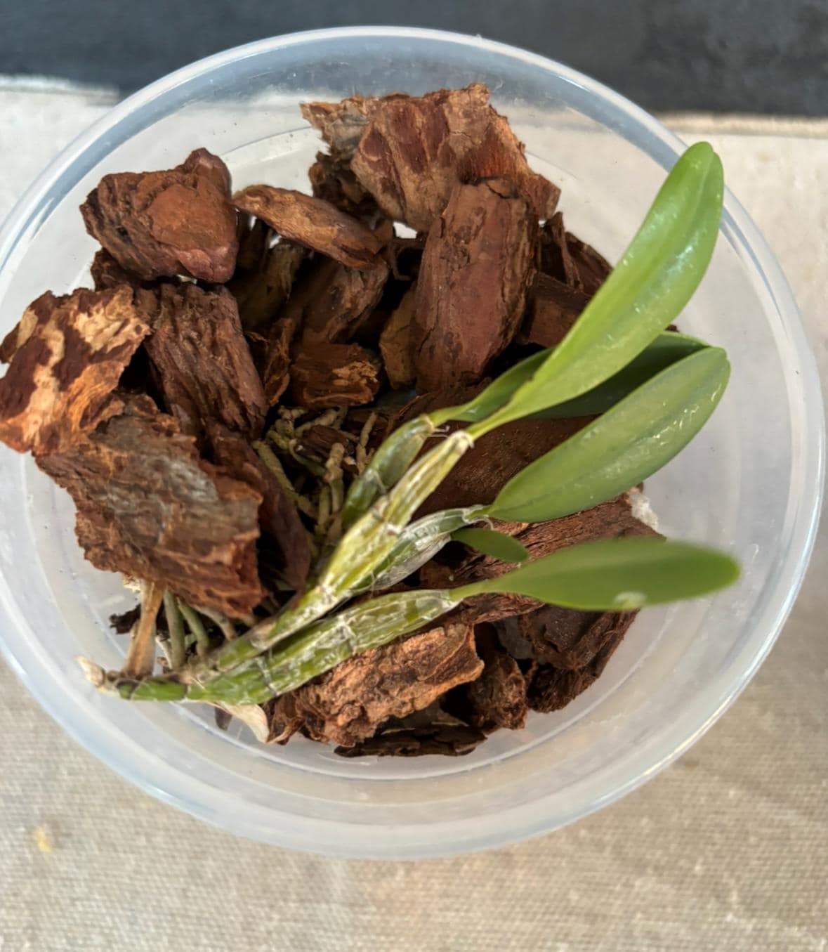 Blooming size Dendrobium jenkinsii x sib live orchid species miniature plant