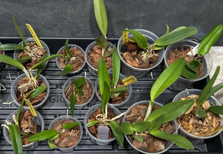 Bundle of Assorted Cattleya Alliance Live Orchid Plants 2.5", 3", 4" pot