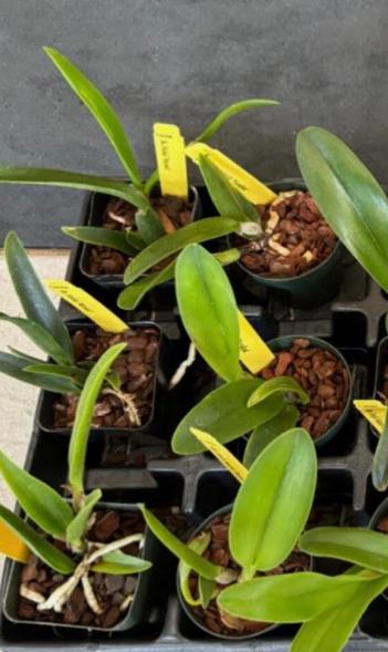 Bundle of Assorted Cattleya Alliance Live Orchid Plants 2.5", 3", 4" pot