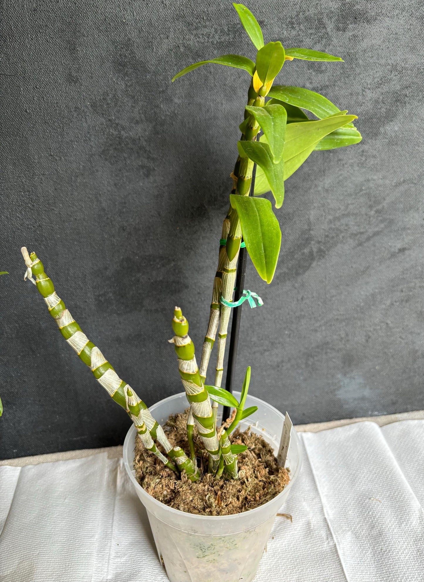 Blooming size Dendrobium 'Hanna Lake’ 5" pot live orchid plant Nobile