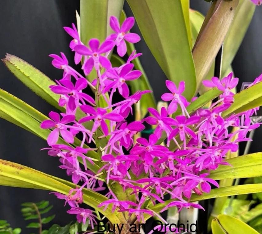 Blooming size Miniature Vanda live plant Ascofinetia Cherry Blossom + 1 young plant Dendrobium
