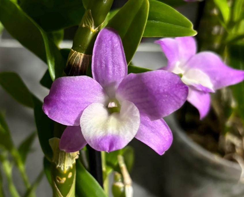 Blooming size Dendrobium 'Hanna Lake’ 5" pot live orchid plant Nobile