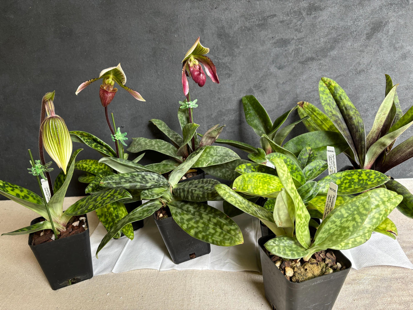 Slipper Orchid Assorted Mudiae style Paphiopedilum Blooming size (Not in spike/bloom) Live Plant