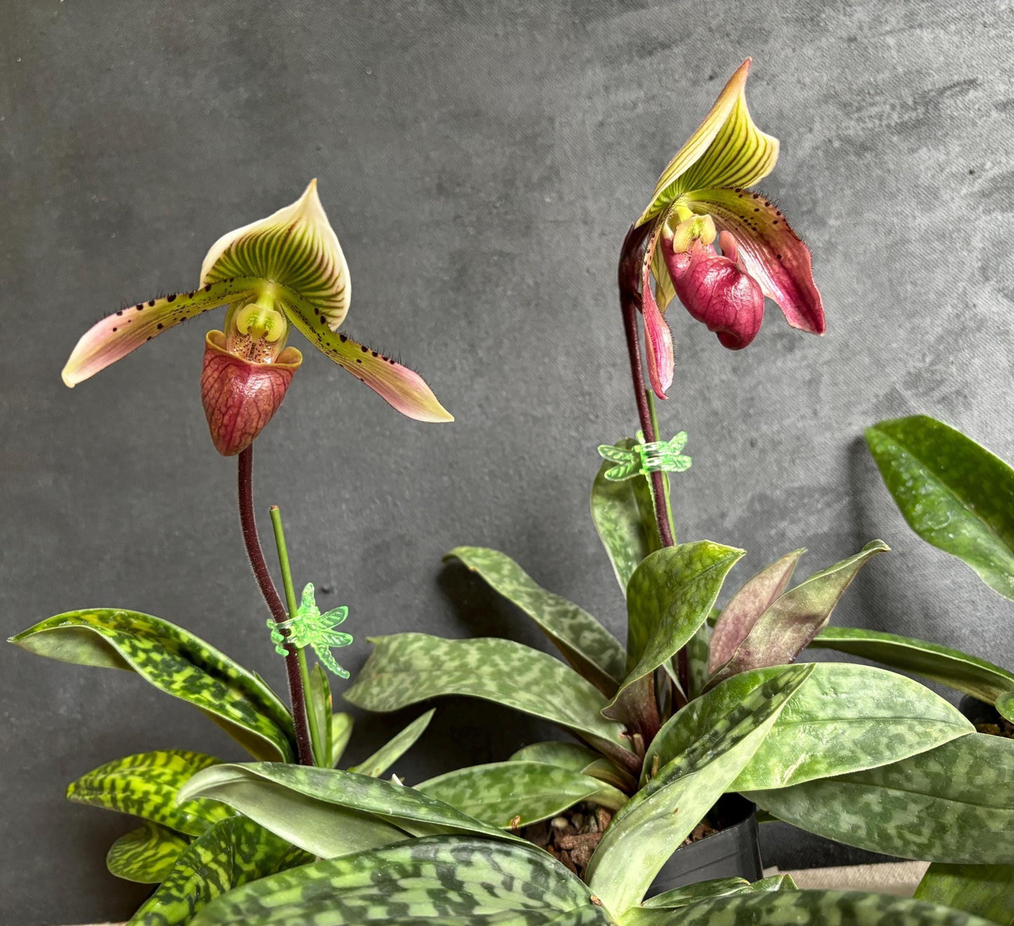 Slipper Orchid Assorted Mudiae style Paphiopedilum Blooming size (Not in spike/bloom) Live Plant
