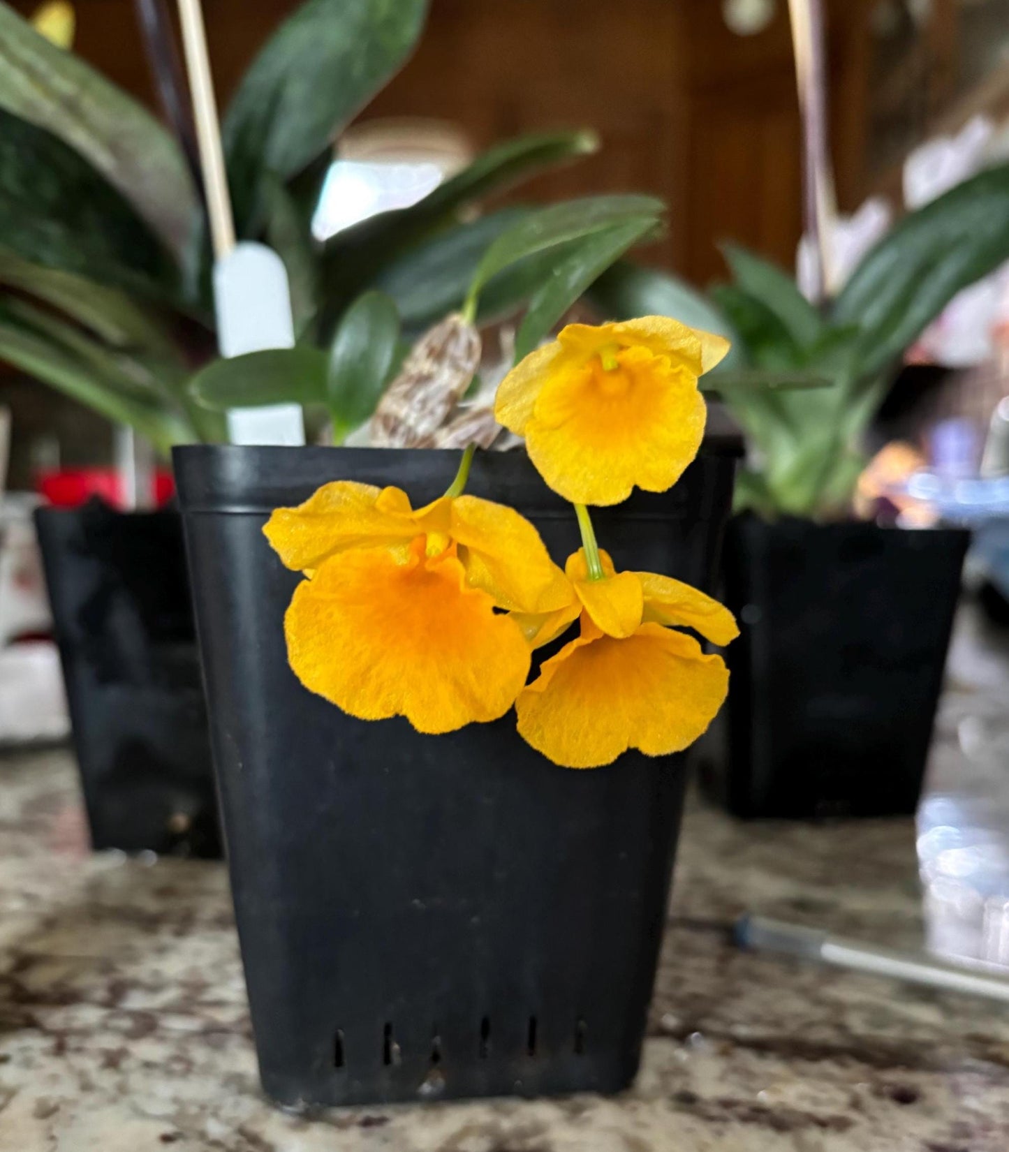 Blooming size Dendrobium jenkinsii x sib live orchid species miniature plant