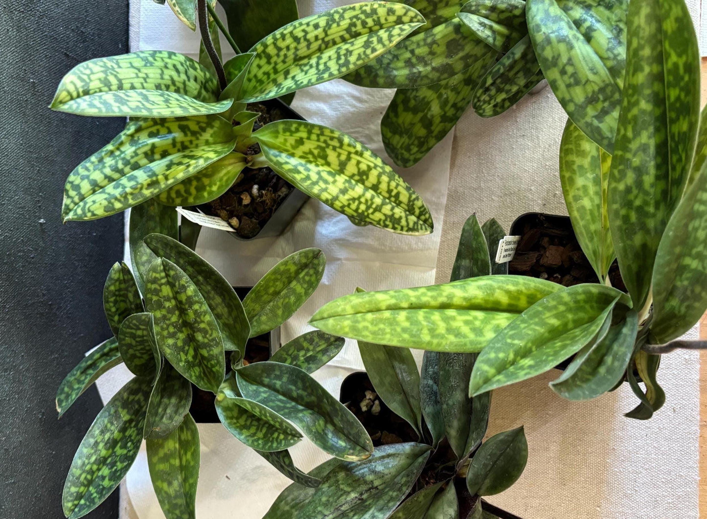 Slipper Orchid Assorted Mudiae style Paphiopedilum Blooming size (Not in spike/bloom) Live Plant
