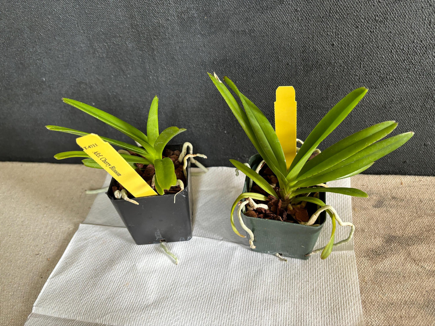 One Miniature Vanda live Orchid plant Ascofinetia Cherry Blossom Compact grower Not in spike/bloom