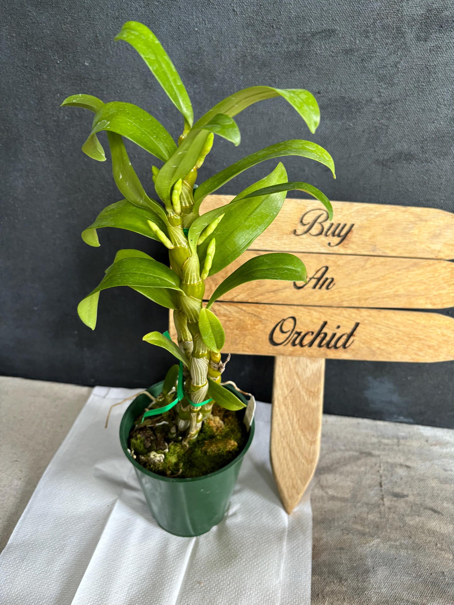 Blooming size Nobile Dendrobium Spring Dream 'Apollon' 4.5"pot Live Orchid Plant Not In Spike/Bloom