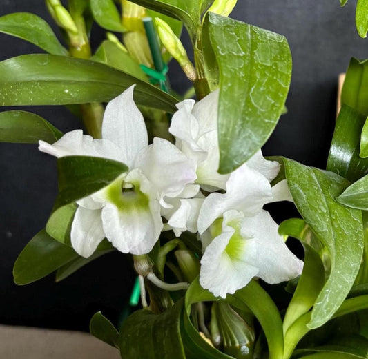Blooming size Nobile Dendrobium Spring Dream 'Apollon' 4.5"pot Live Orchid Plant Not In Spike/Bloom
