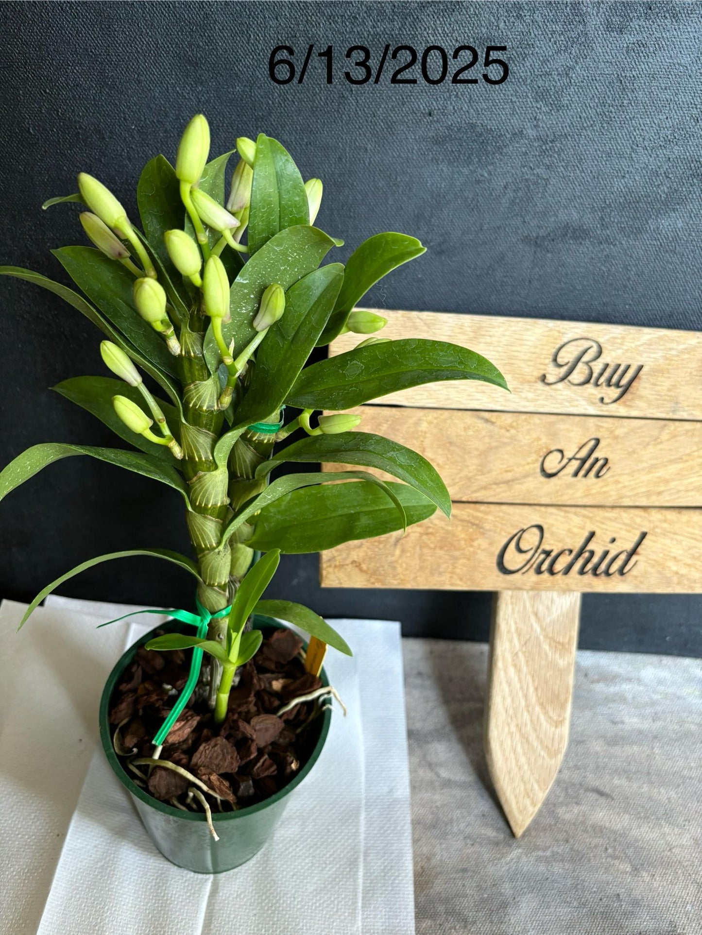 Blooming size Nobile Dendrobium Love Memory ‘Fizz’ 4.5"pot Live Orchid Plant Not in Spike/Bloom