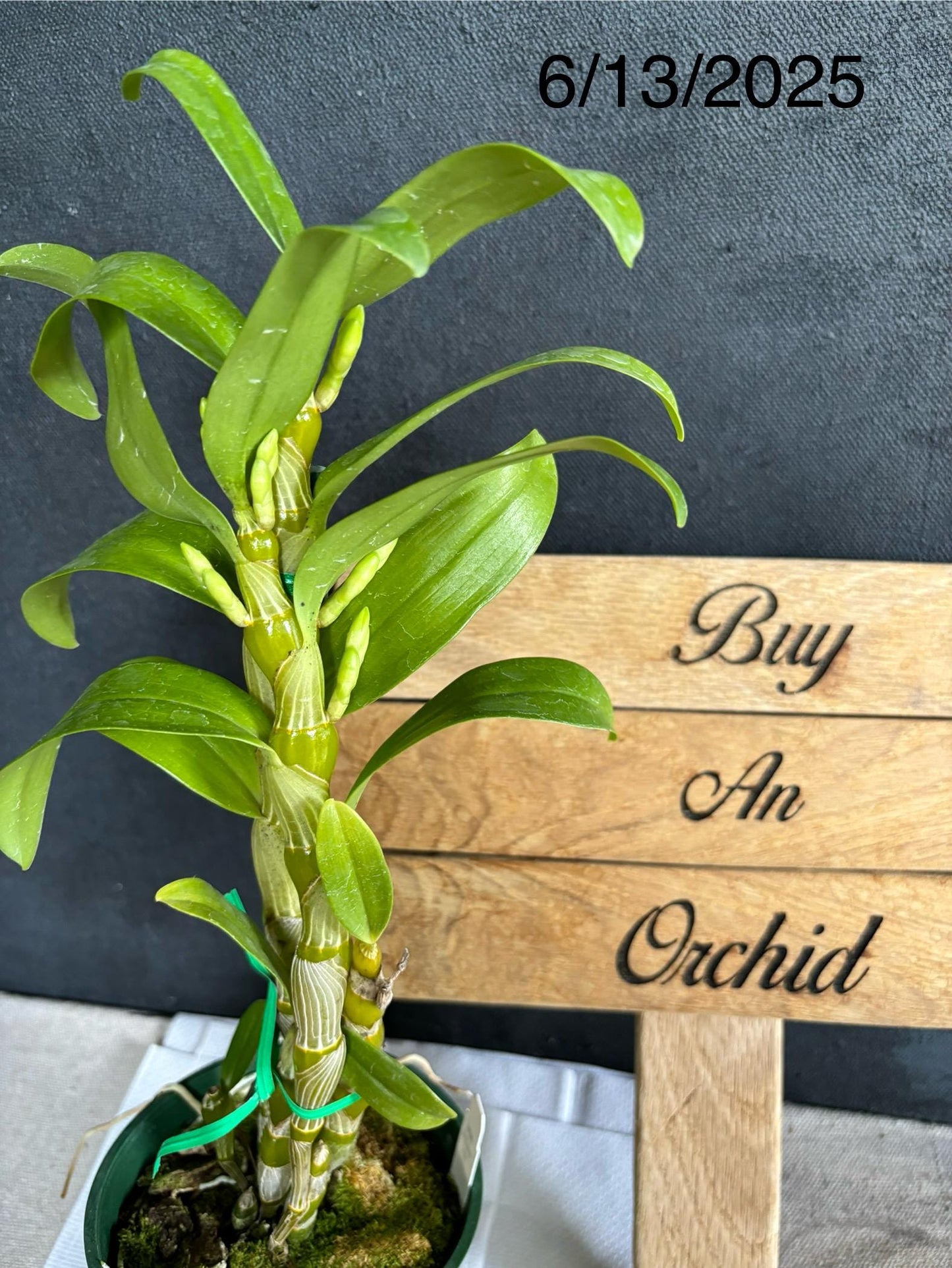 Blooming size Nobile Dendrobium Spring Dream 'Apollon' 4.5"pot Live Orchid Plant Not In Spike/Bloom