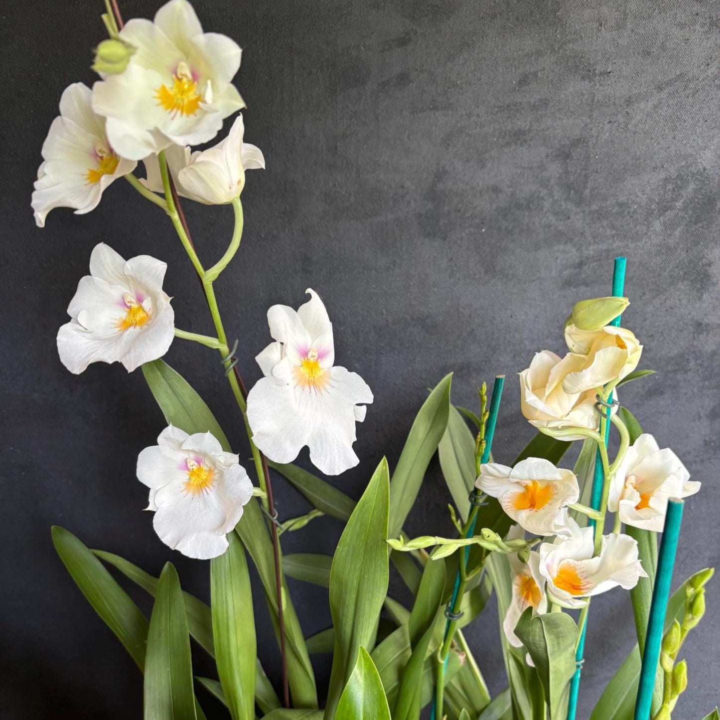 Blooming size Assorted Oncidium Alliance  Live Orchid Plant 3.25" pot NOT in Spike/Bloom