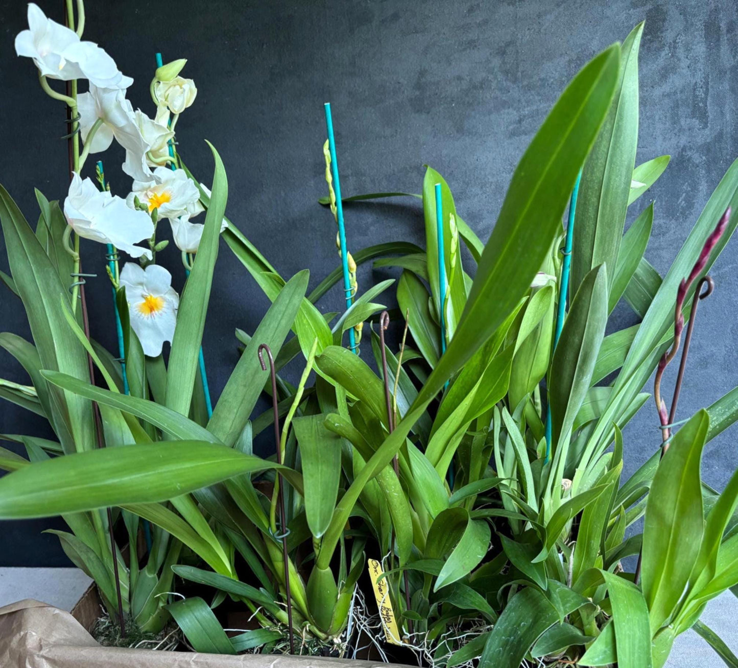 Blooming size Assorted Oncidium Alliance  Live Orchid Plant 3.25" pot NOT in Spike/Bloom