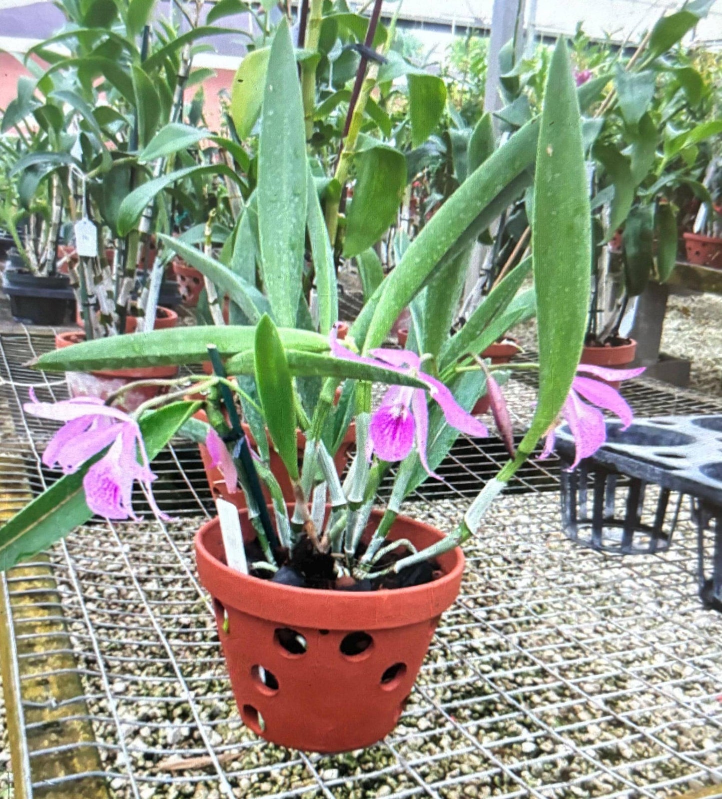 Rc. Maikai 'Mayumi' Cattleya Alliance Live Orchid Seedling Starter Plant 2.5'" pot