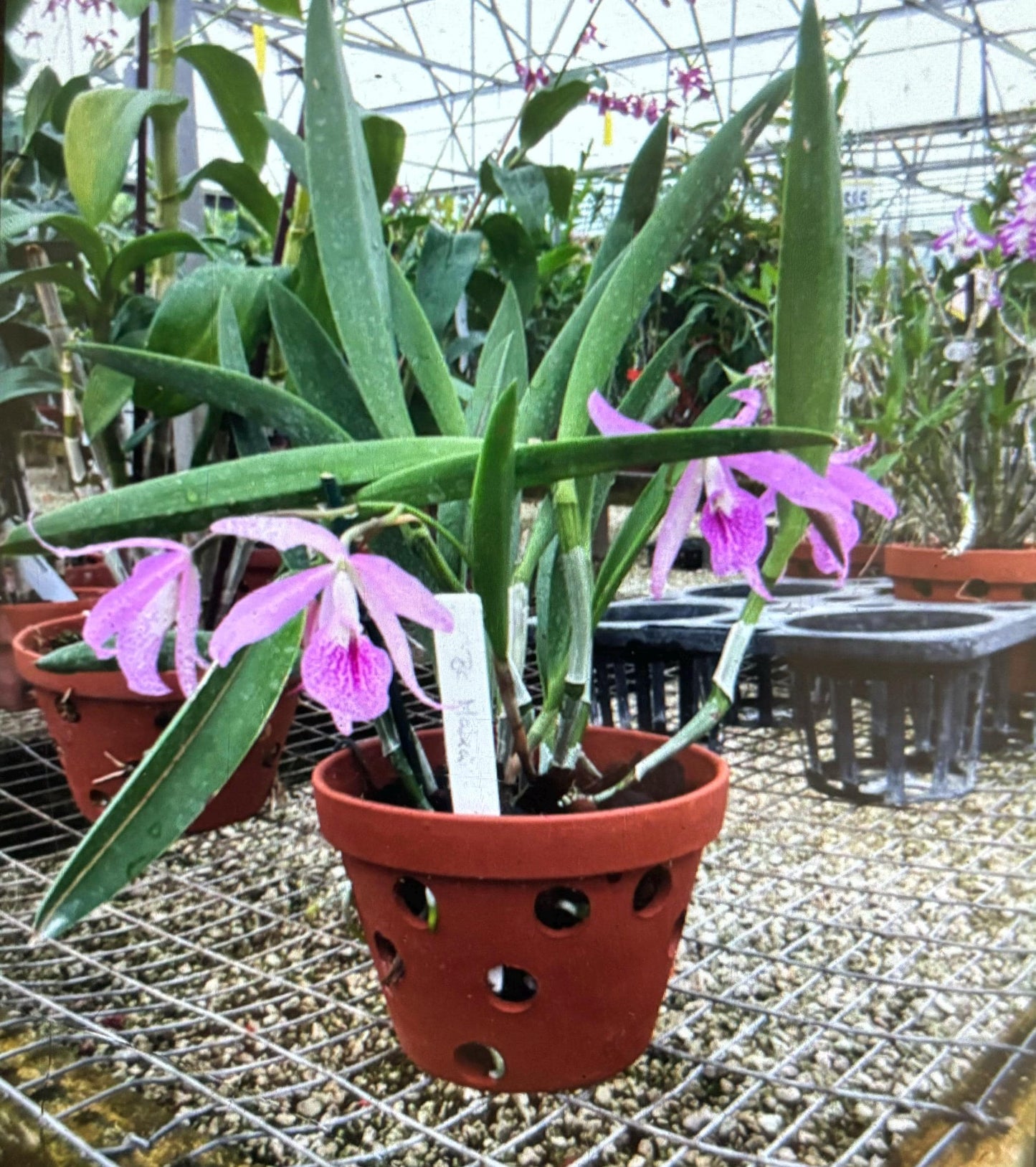 Rc. Maikai 'Mayumi' Cattleya Alliance Live Orchid Seedling Starter Plant 2.5'" pot