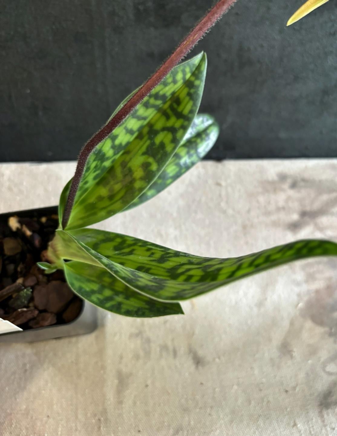 Slipper Orchid Assorted Mudiae style Paphiopedilum Blooming size (Not in spike/bloom) Live Plant