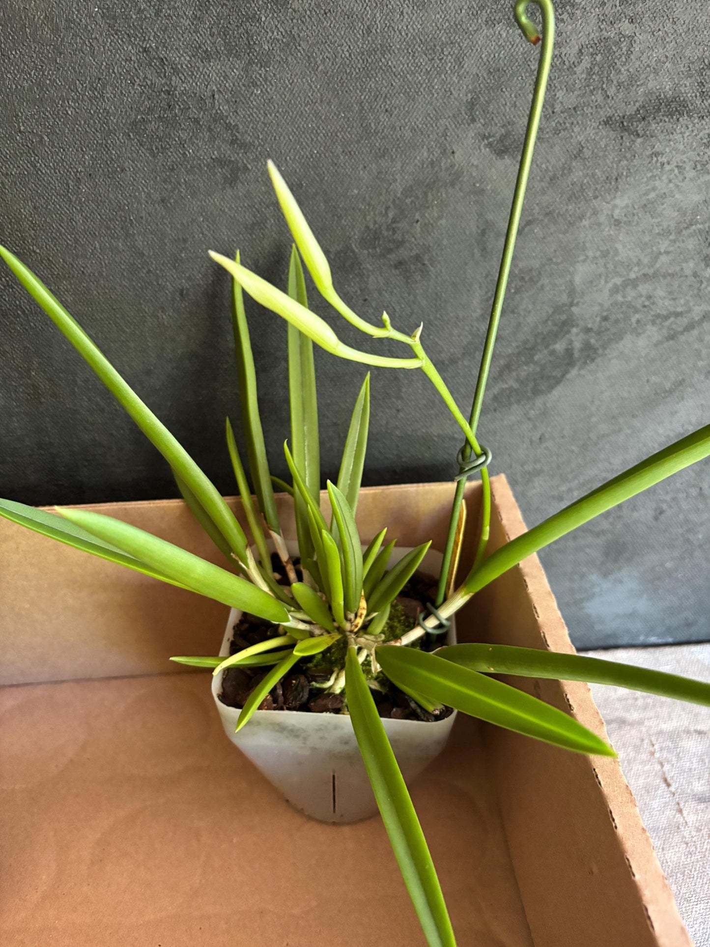 Blooming size Cattleya Alliance  B. nodosa 4N x B. nodosa LIve orchid Plant NOT In Spike/Bloom