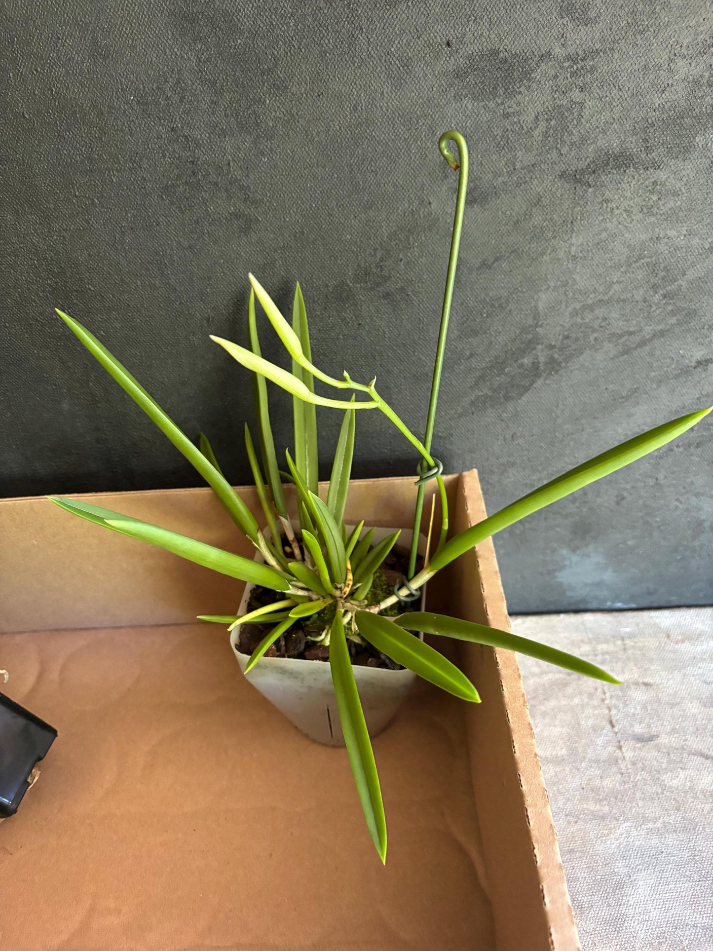 Blooming size Cattleya Alliance  B. nodosa 4N x B. nodosa LIve orchid Plant NOT In Spike/Bloom