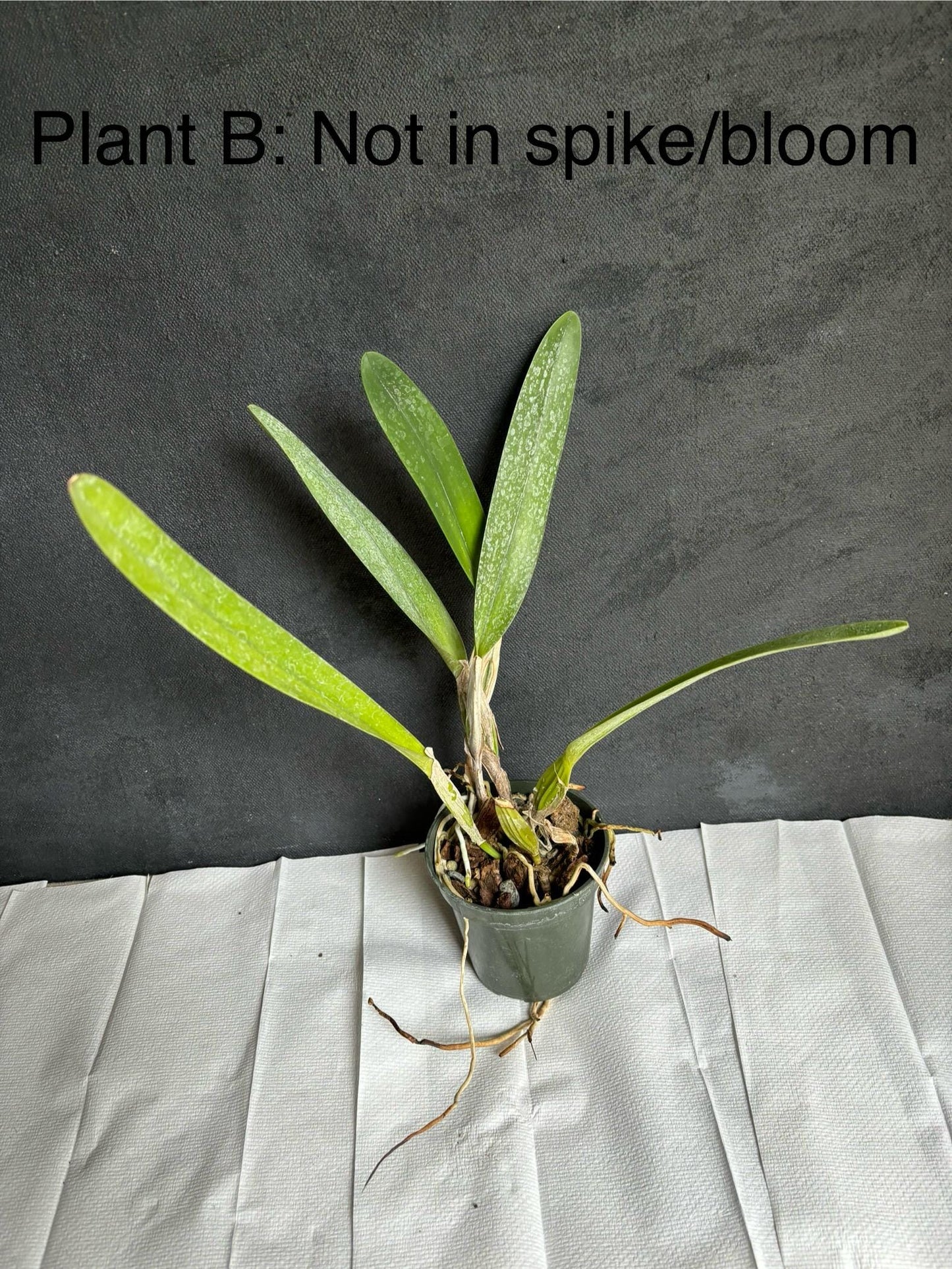 Cattleya Laelia purpurata var. venosa "Bella" AM/AOS x self live orchid plant 3.5" pot Not In spike/Bloom
