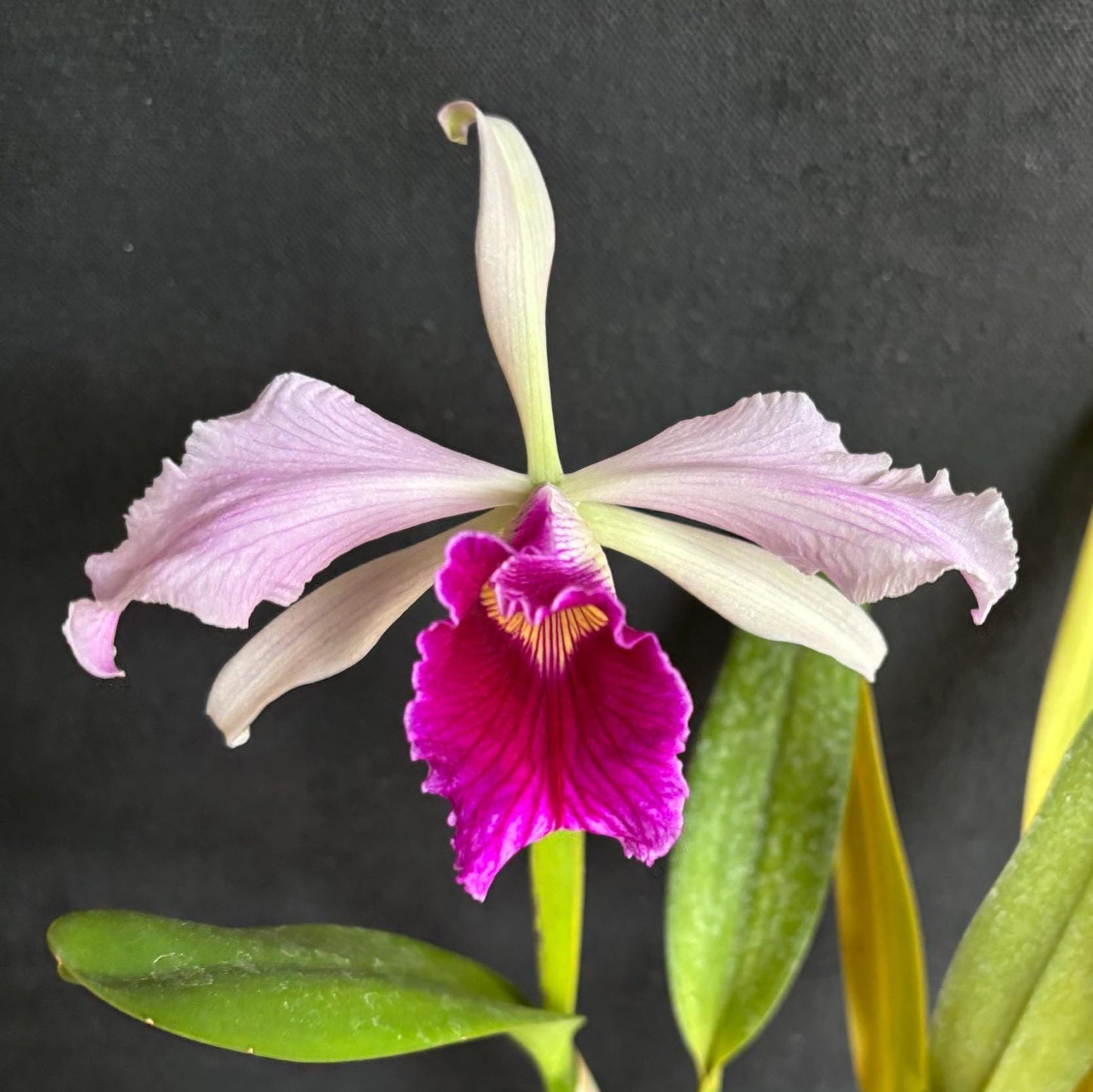 Cattleya Laelia purpurata var. venosa "Bella" AM/AOS x self live orchid plant 3.5" pot Not In spike/Bloom