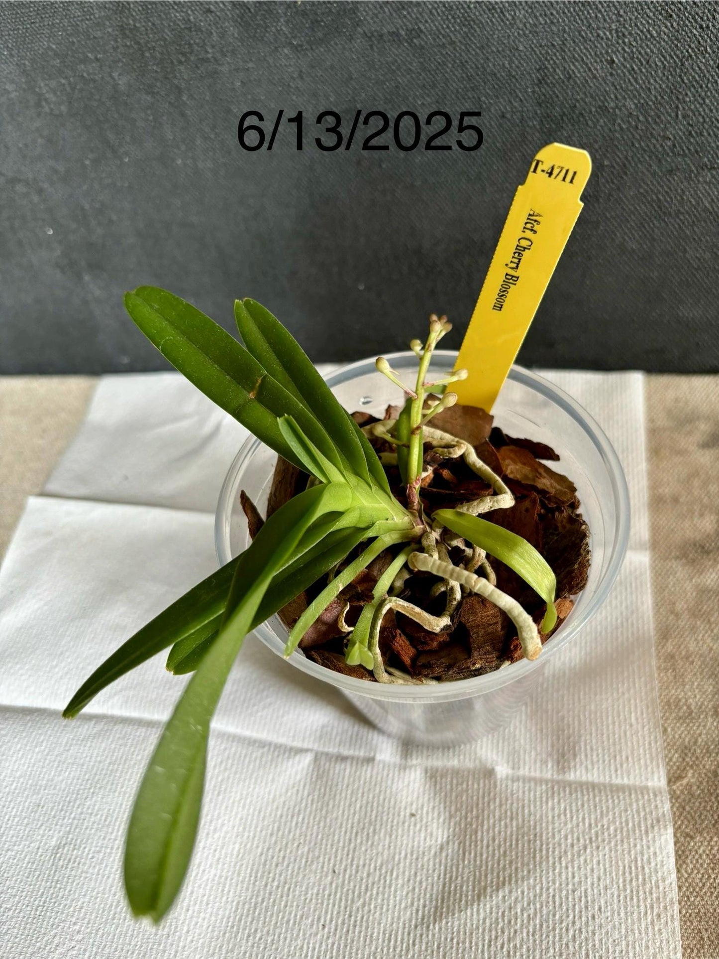 Blooming size Miniature Vanda live plant Ascofinetia Cherry Blossom + 1 young plant Dendrobium