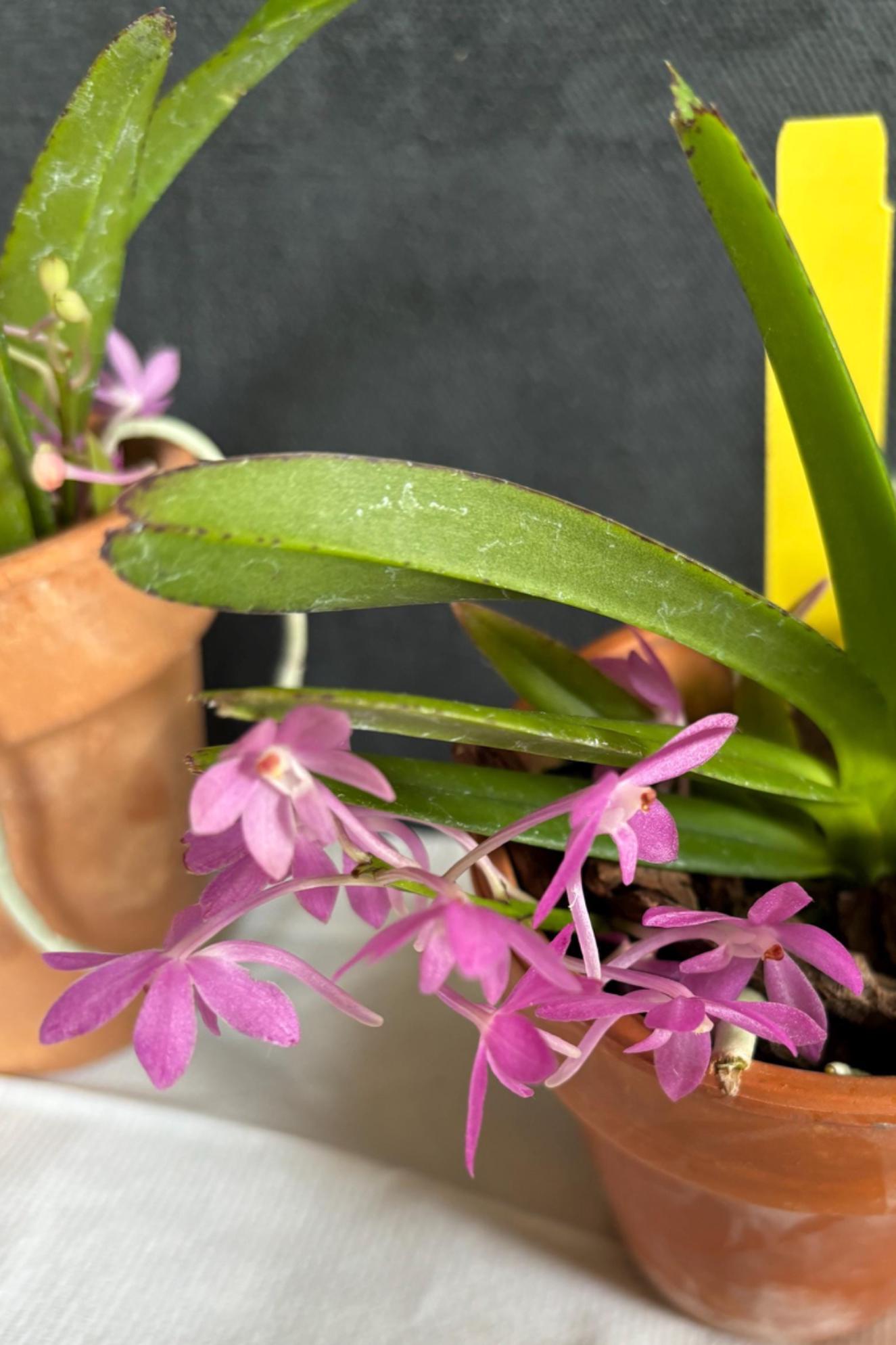 Blooming size Miniature Vanda live plant Ascofinetia Cherry Blossom + 1 young plant Dendrobium