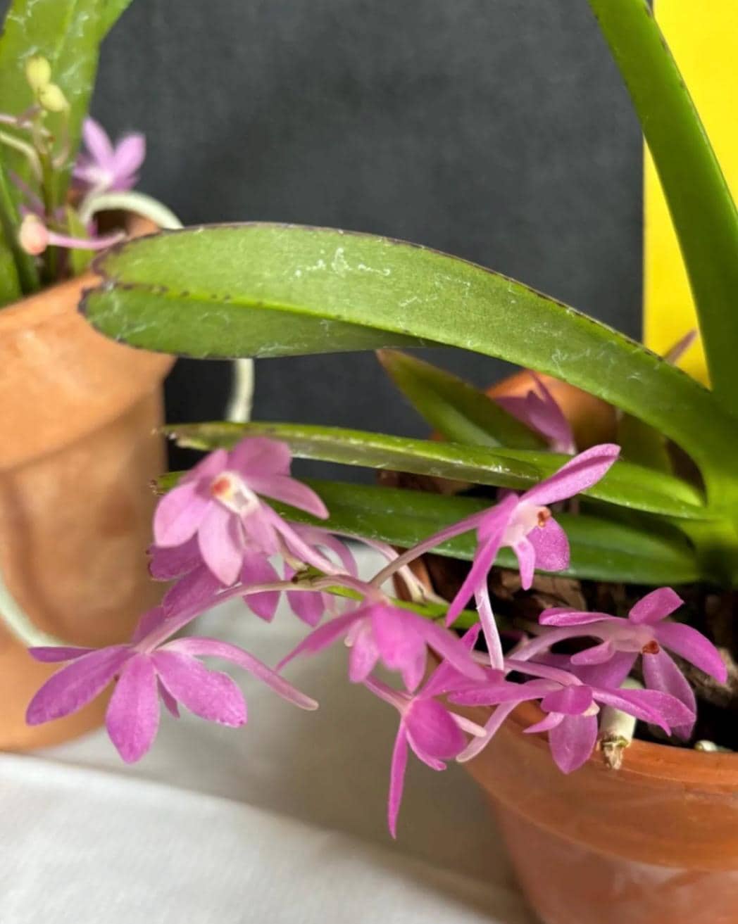 One Miniature Vanda live Orchid plant Ascofinetia Cherry Blossom Compact grower Not in spike/bloom